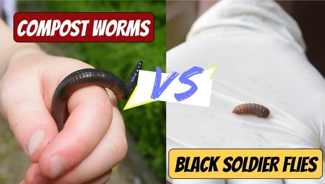 Compost Worms vs Black Soldier Flies: Compare & Contrast