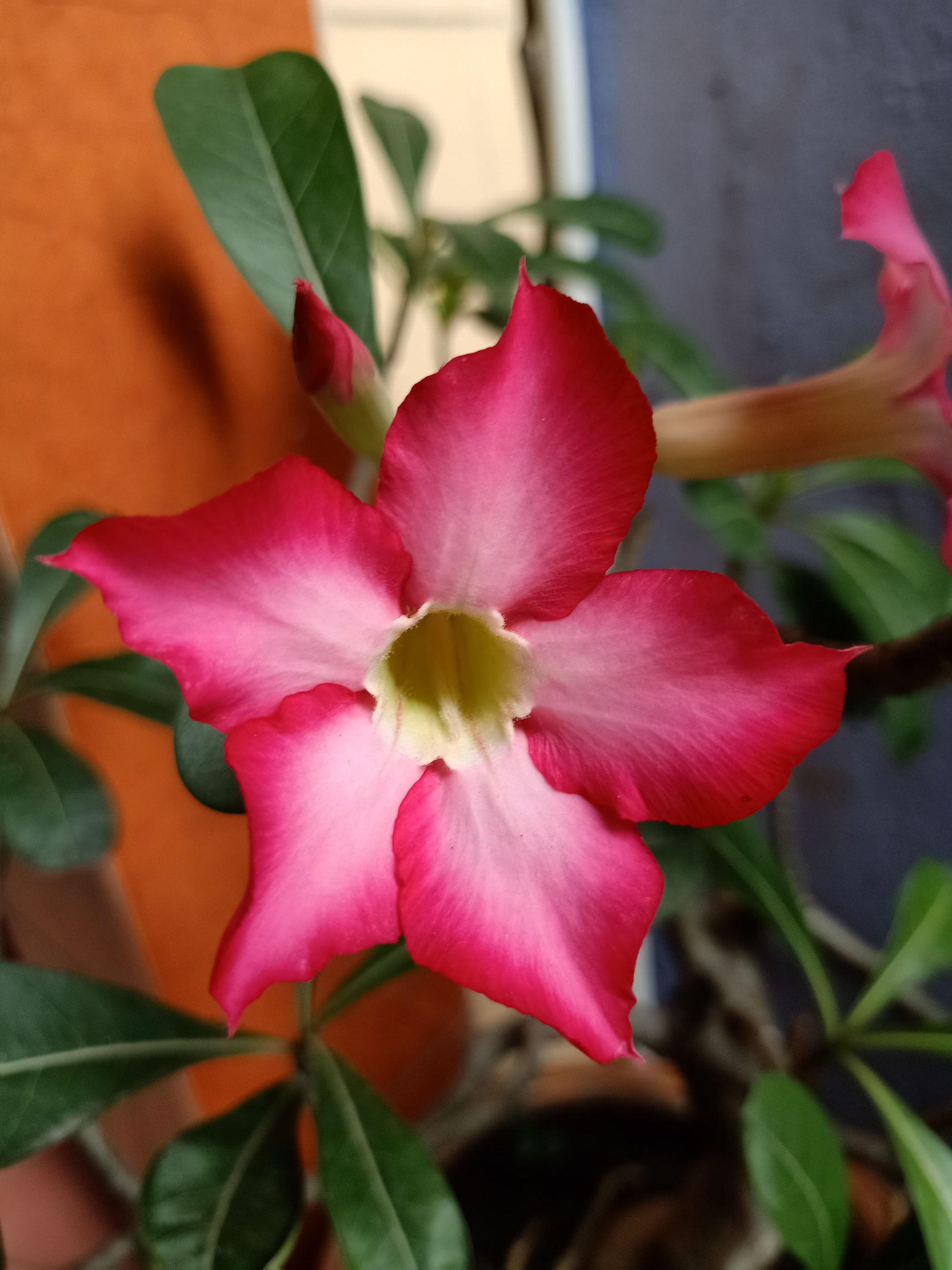 9 Most Popular & Rare Adenium Desert Rose Species List