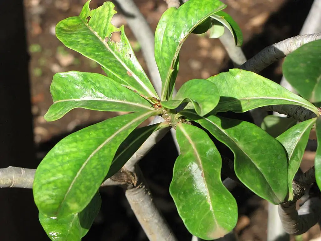 6 Common Issues With Desert Rose Possible Fixes,Capodimonte