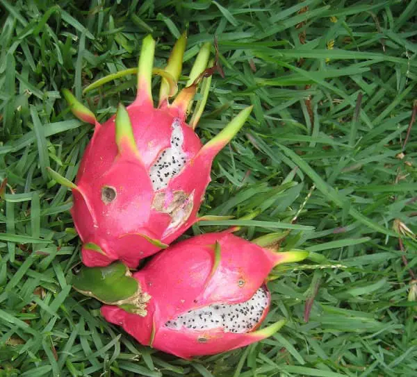 Dragon Fruit Splitting: Why & How to Prevent It