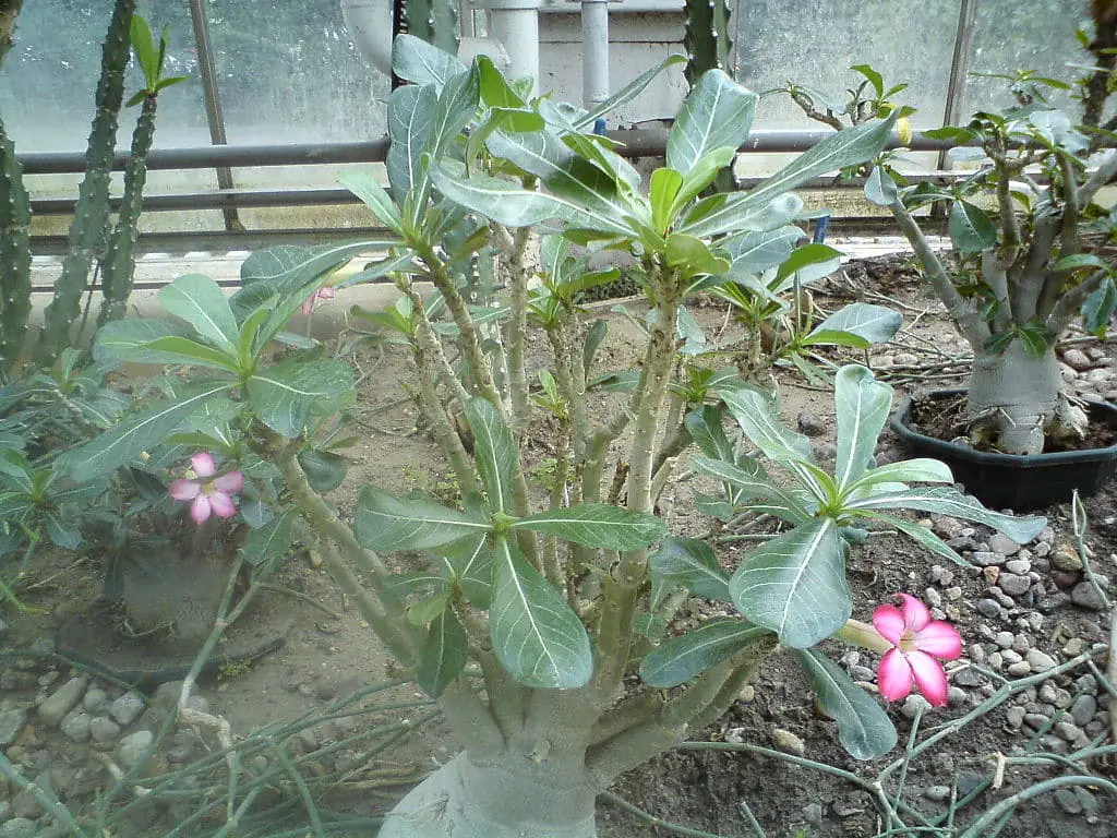 How to Save Soft Caudex on Desert Rose Plants