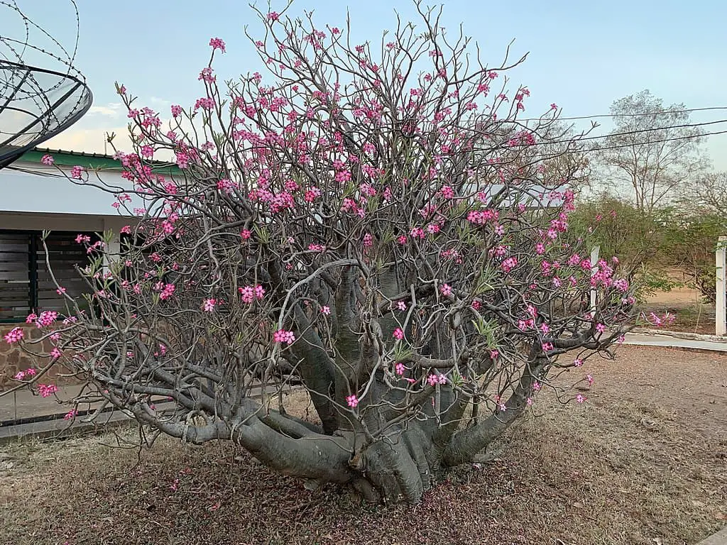 4 Winter Care Tips For Your Adenium Desert Rose Plants,Tiny Homes On Wheels For Sale Under 10 000