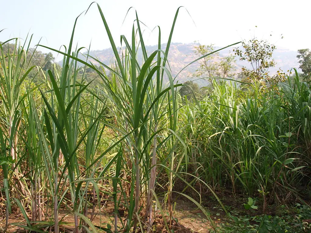 Sugarcane Plants