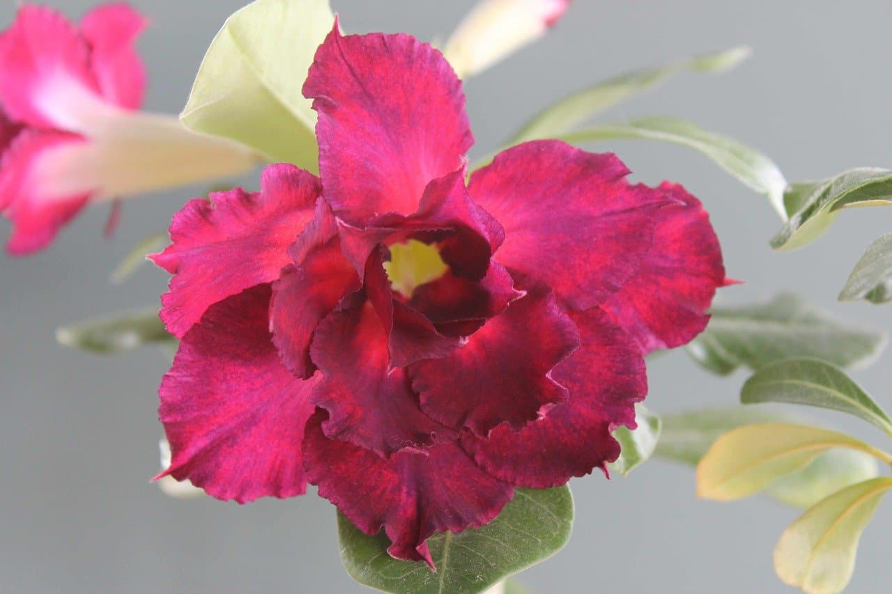Adenium Desert Rose Beauties