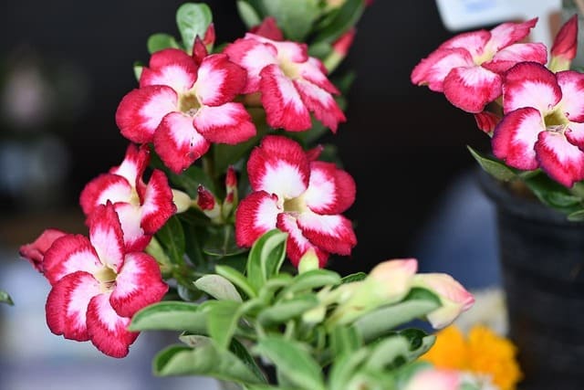 Adenium Obesum vs Arabicum: What's The Difference?