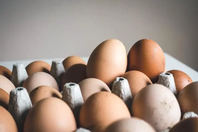 Best Incubators for Chicken Eggs