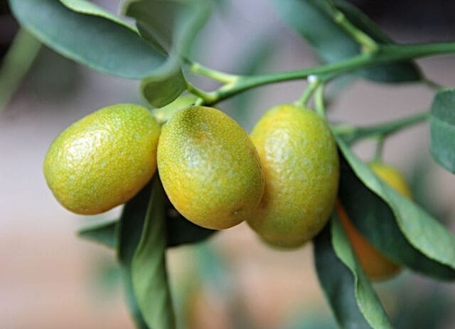 What Is the Best Fertilizer for Kumquat