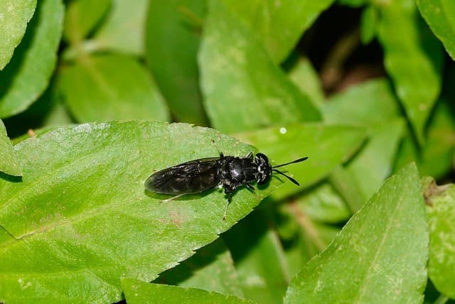 Black Soldier Fly Life Cycle: From Egg to Fly