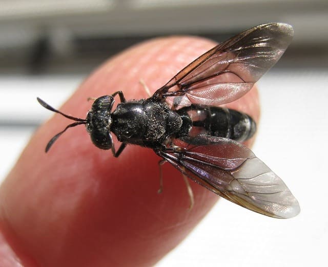 Black Soldier Fly Not Laying Eggs: Why?