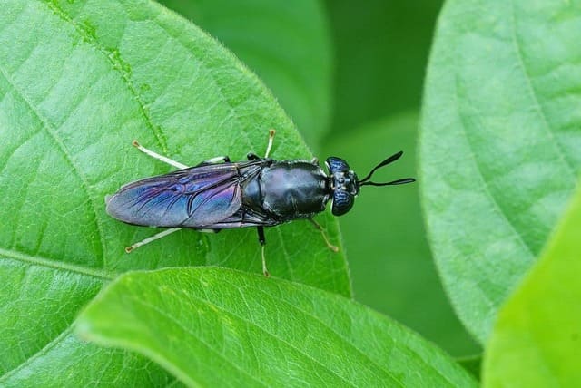 Black Soldier Fly Not Mating