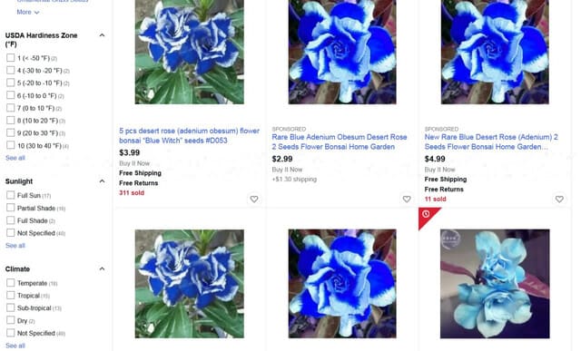Blue Adenium Desert Rose Flowers: Real or Scam?