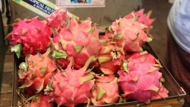 Where & How: Dragon Fruit Cuttings & Containers