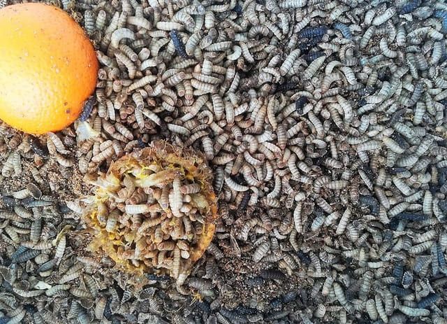 Storing Black Soldier Fly Larvae in the Fridge: Some Tips