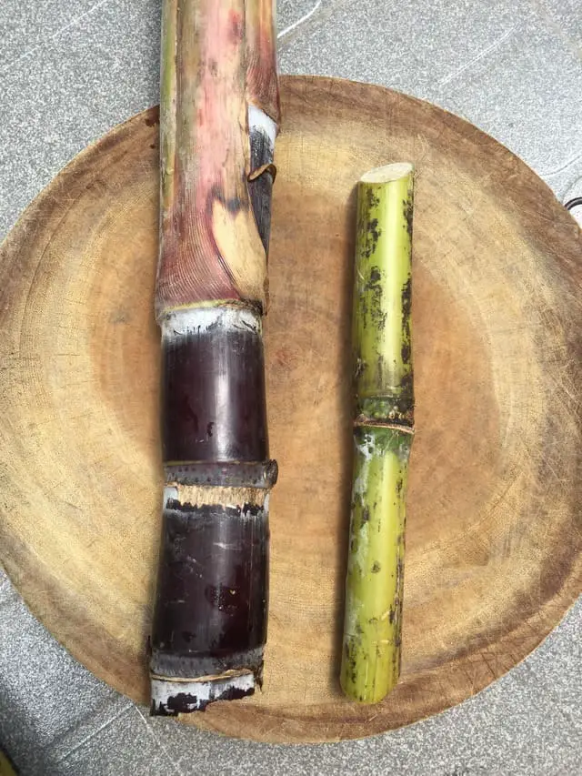 Comparing Purple and Green Sugarcane Varieties