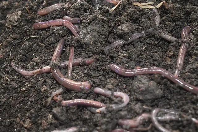 Different Types of Composting Worms: 5 Varieties