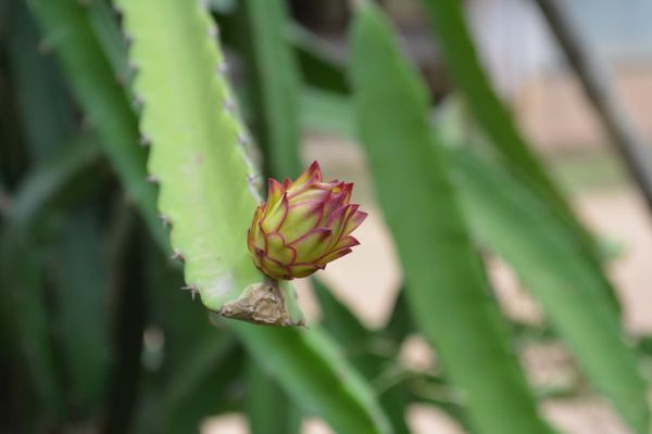 Dragon Fruit Flower to Fruit: The Whole Process