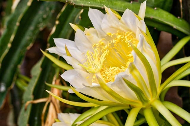 Dragon Fruit Flowers Fall Off: Reasons & Solutions