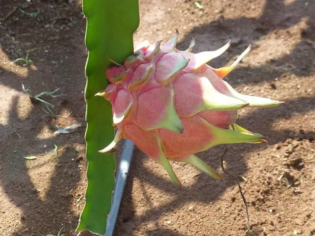 How to Plant Dragon Fruit Cuttings
