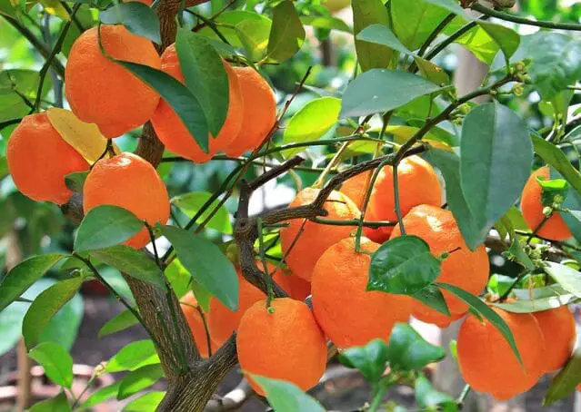 How to Graft Kumquat Trees