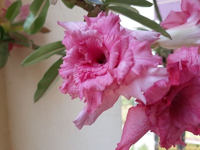 How to Hand Pollinate Desert Roses