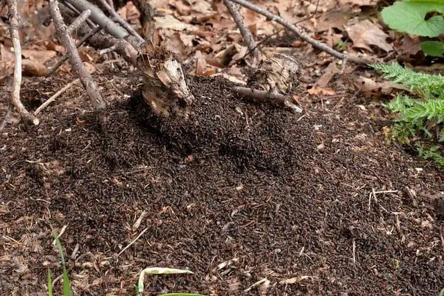 How to Get Rid Of Ants in A Compost Bin