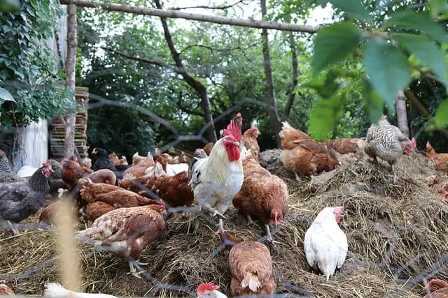 How to Feed Chickens With Black Soldier Fly Larvae