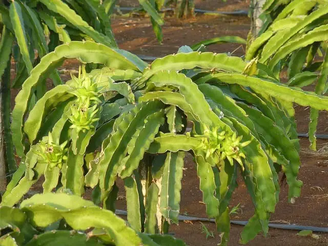 How to Graft Dragon Fruits: 3 Grafting Styles