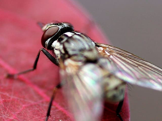 Keep Houseflies & Ants Away From Black Soldier Flies Compost Box