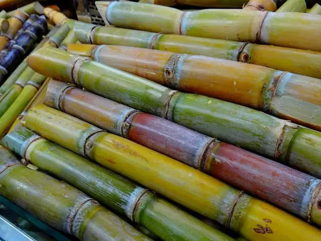 Is Sugarcane Easy to Grow?