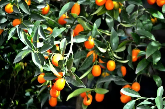 Kumquat Varieties: 4 Delicious