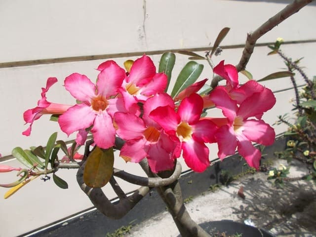 How to Get Tons of Desert Rose Flowers & Branches Without Pruning