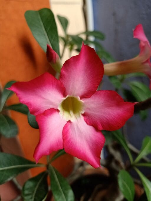 Adenium Desert Rose Species: 9 Common & Rare Varieties