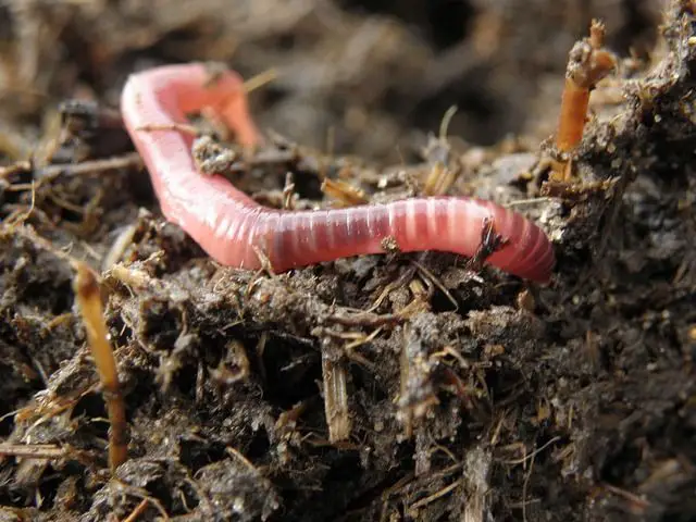 Why Worms Die: 3 Possible Reasons
