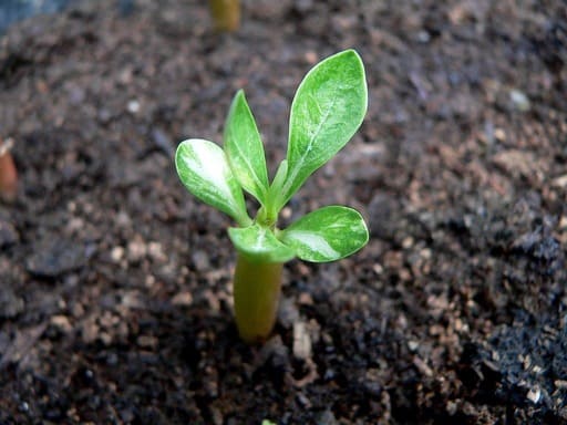 How to Start Adenium Desert Rose From Seeds