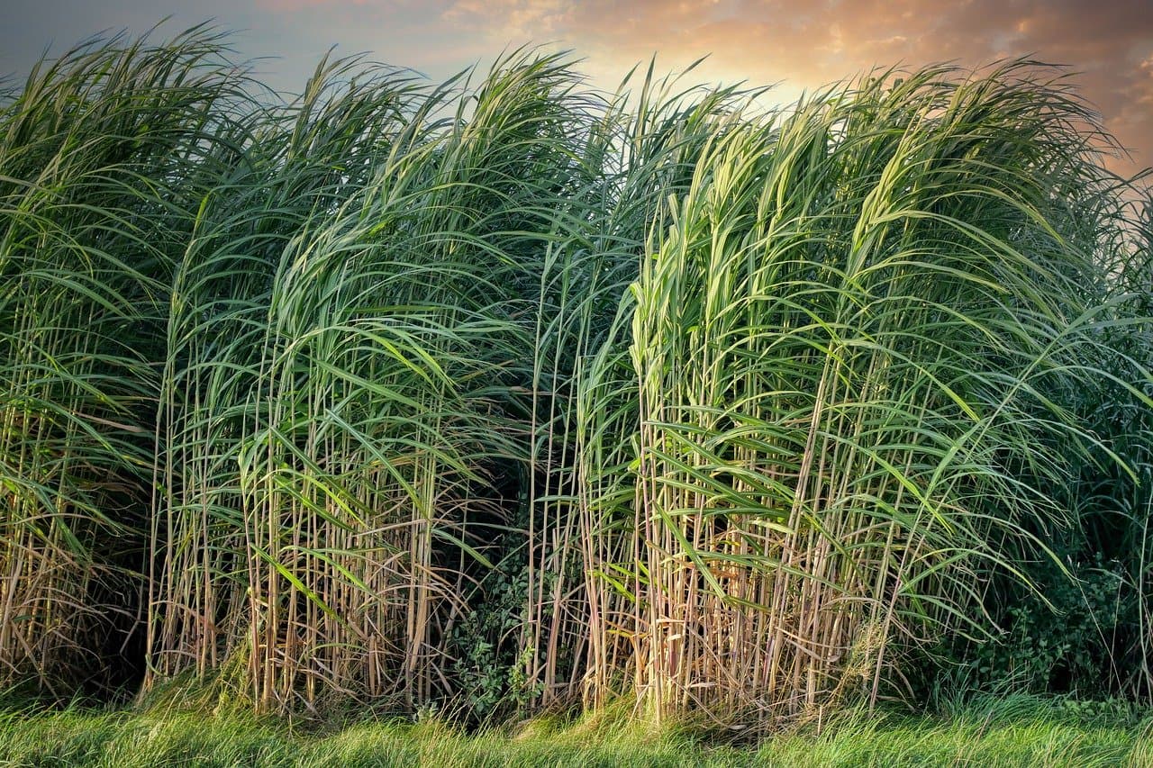 Sugarcane Plants