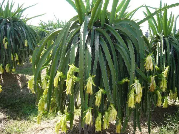 How to Support Dragon Fruit Plants