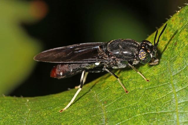 What Are Black Soldier Flies Used For: Beneficial Uses