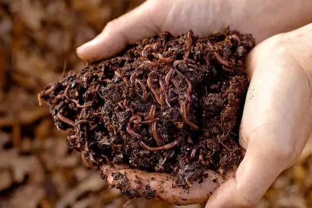 The Key Benefits of Vermicompost