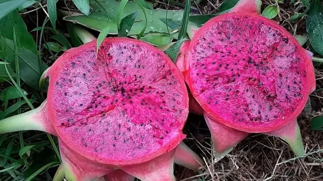 What Color Is Dragon Fruit Inside