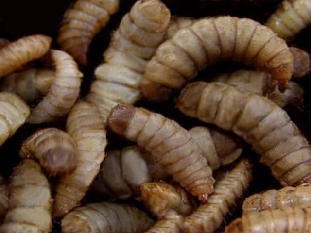 What Black Soldier Fly Larvae Eat & Don’t Eat