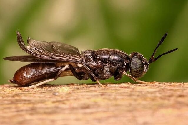 Why Are Black Soldier Flies Dying Hours After Pupation?