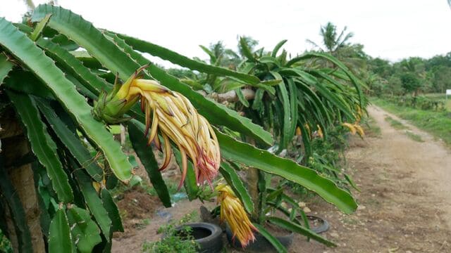 Winter Care Tips for Dragon Fruit Plants