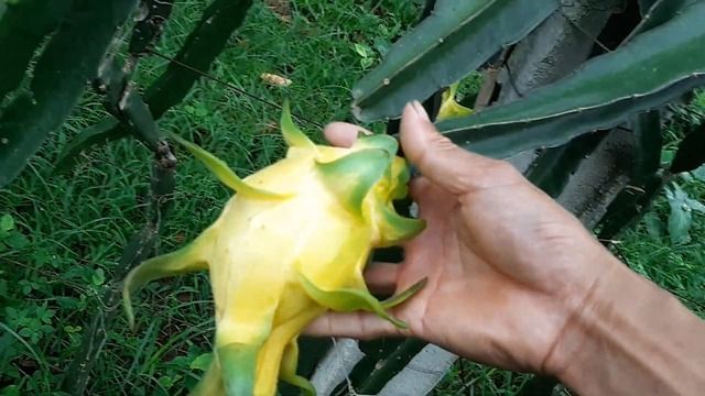 Yellow Dragon Fruit Varieties
