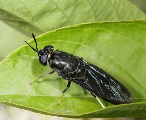 Black Soldier Fly Farming: 4 Common Mistakes Compiled
