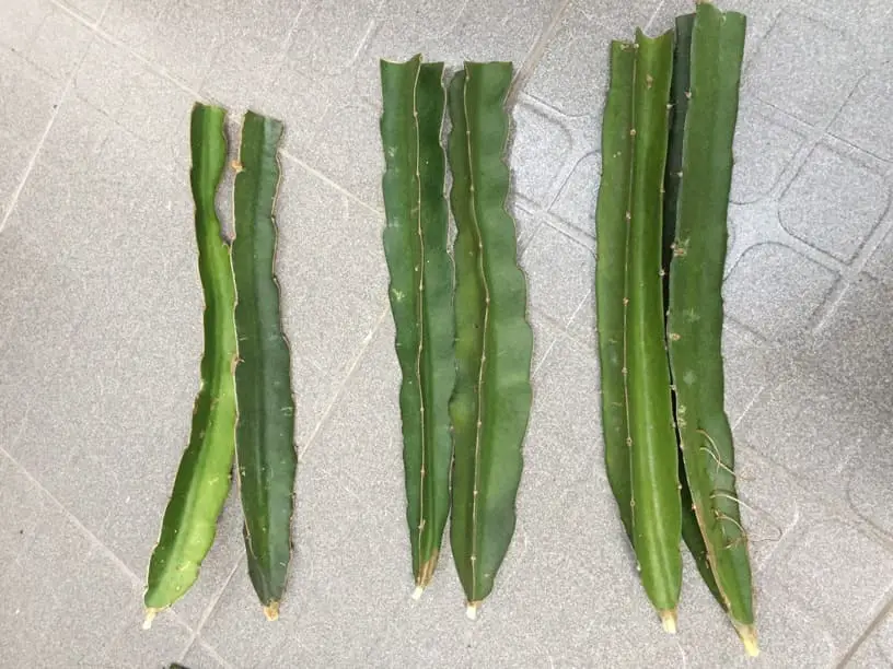 How to Choose Dragon Fruit Cuttings