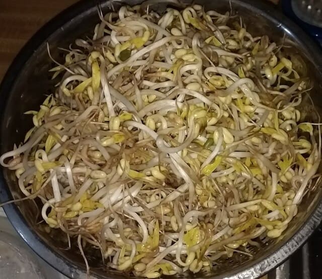 Sprout Kraut: Fermenting Mung Bean Sprouts in 4 Steps