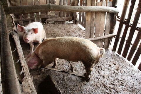 Feeding Pigs With Black Soldier Fly Larvae