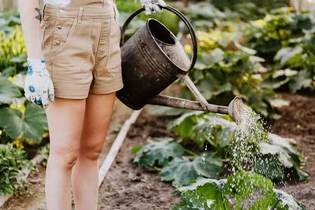6 Essential Tips To Help Your Garden Keep Thriving