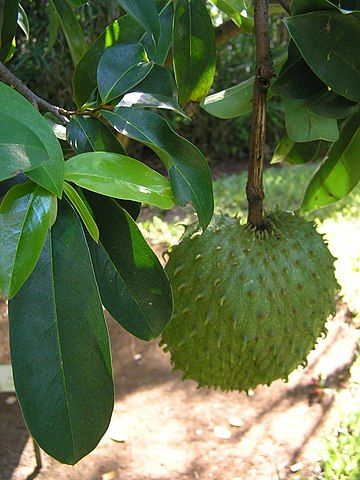 How to Grow Soursop Trees (Guanabana)