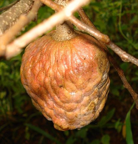 How to Tell When Custard Apple Is Ripe (Annona Recticula)